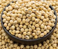 Soyabean Seed